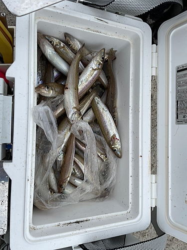 キスの釣果