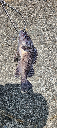 クロソイの釣果