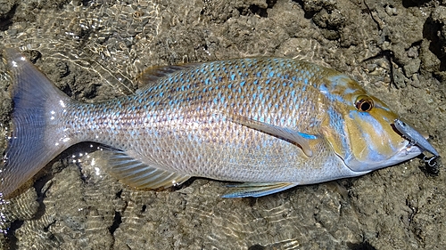 ハマフエフキの釣果