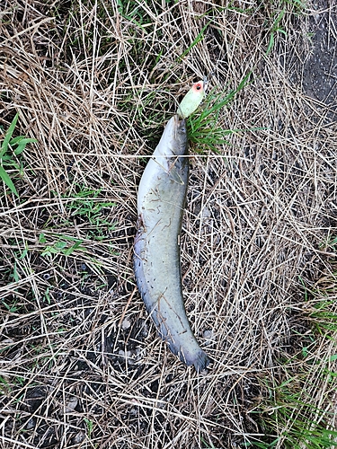 マナマズの釣果