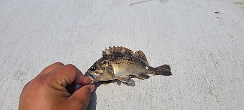 クロソイの釣果