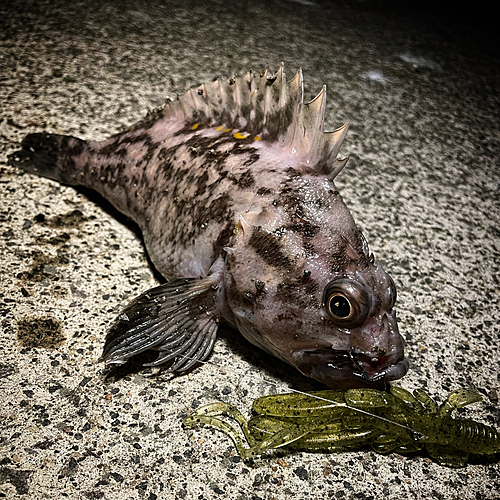 ハチガラの釣果