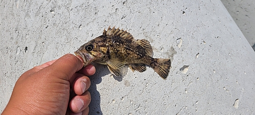 クロソイの釣果