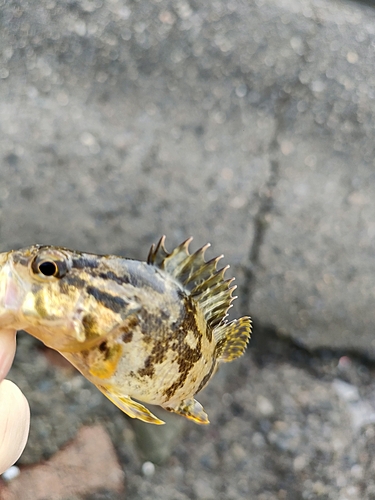 タケノコメバルの釣果