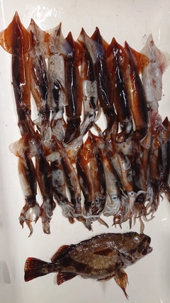 スルメイカの釣果