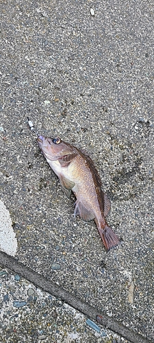 エゾメバルの釣果