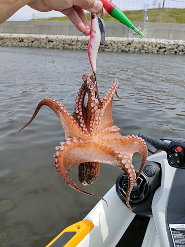 タコの釣果