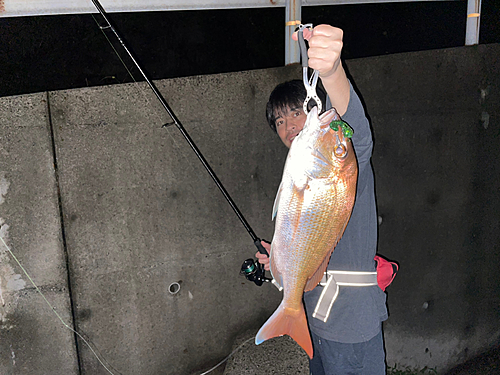 マダイの釣果