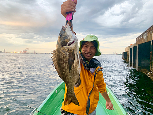 クロダイの釣果