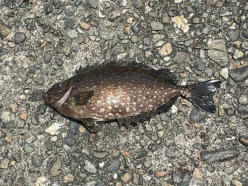 アイゴの釣果