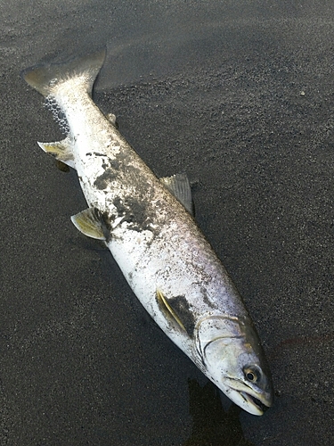 アメマスの釣果