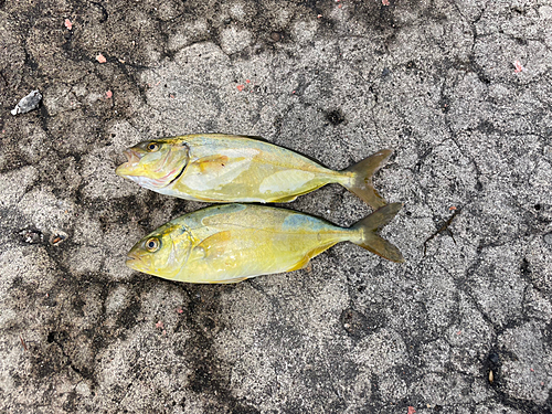 ショゴの釣果