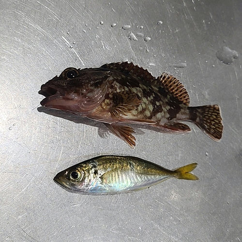 アジの釣果