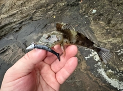 アナハゼの釣果