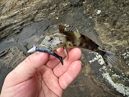 アナハゼの釣果