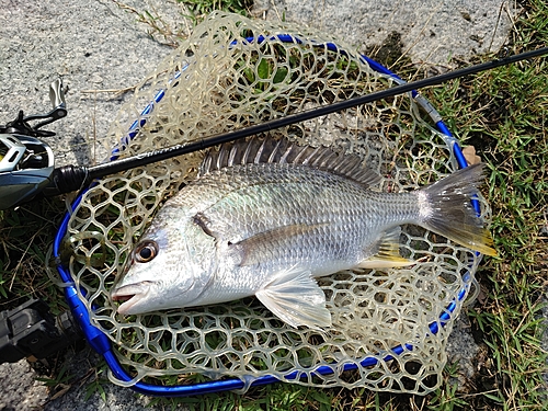 キビレの釣果