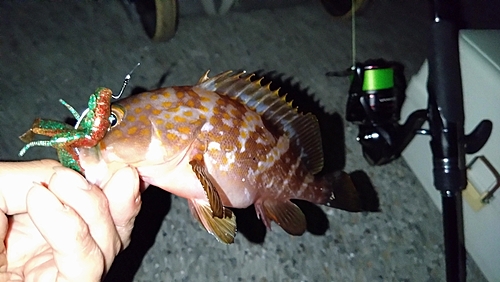 アコウの釣果