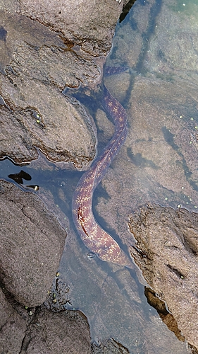 ウツボの釣果