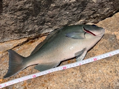 オナガグレの釣果