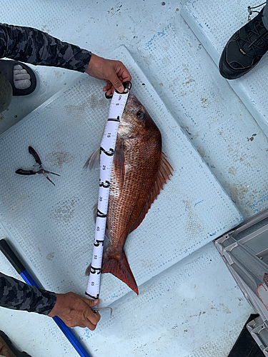 タイの釣果