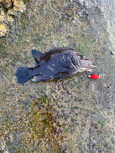 ヒゲダイの釣果