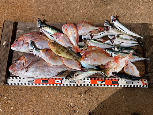 タイの釣果