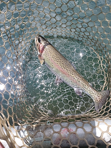 ニジマスの釣果