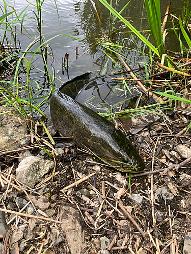 ライギョの釣果