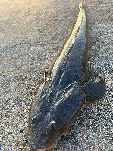 マゴチの釣果