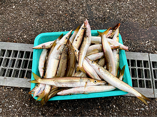 カマスの釣果