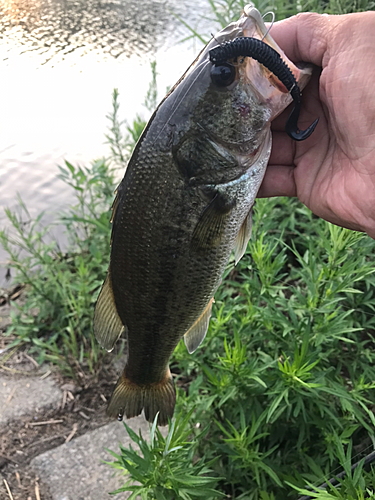 ラージマウスバスの釣果