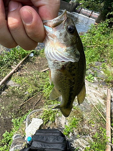 ラージマウスバスの釣果