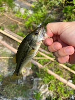 ラージマウスバスの釣果