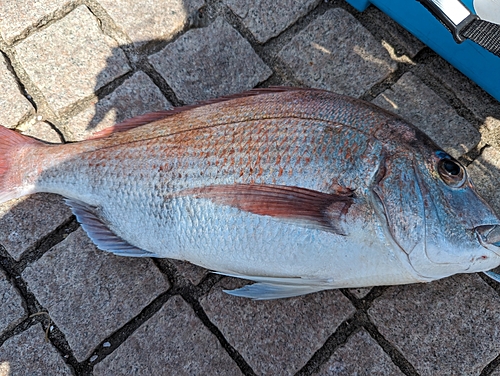 タイの釣果