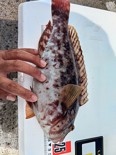 ブダイの釣果