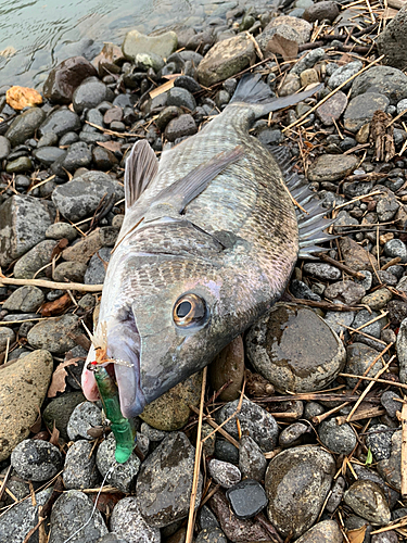 チヌの釣果