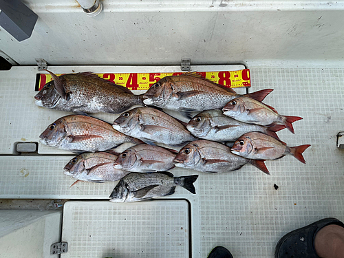 タイの釣果