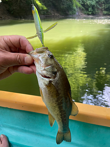 ブラックバスの釣果