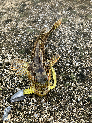 アナハゼの釣果