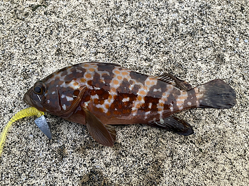 アコウの釣果