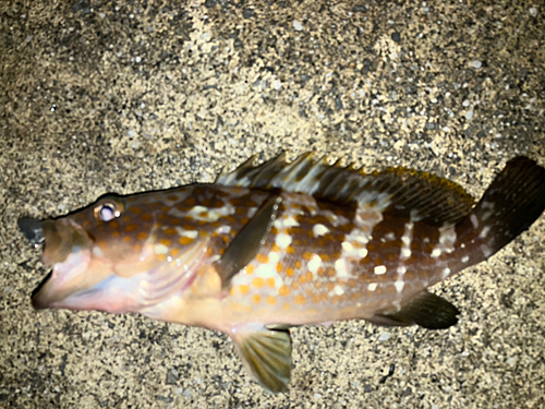 アコウの釣果