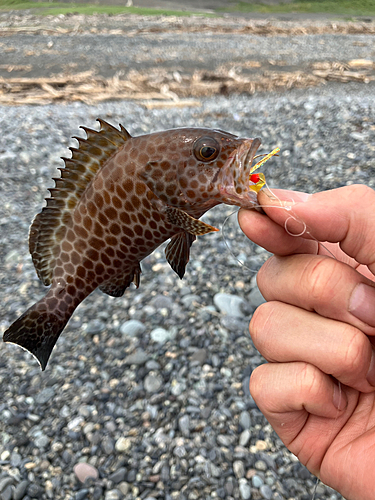 オオモンハタの釣果