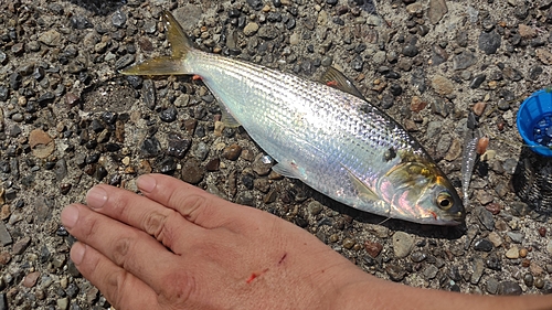 コノシロの釣果