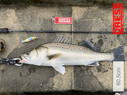 ハクラ（タイリクスズキ）の釣果