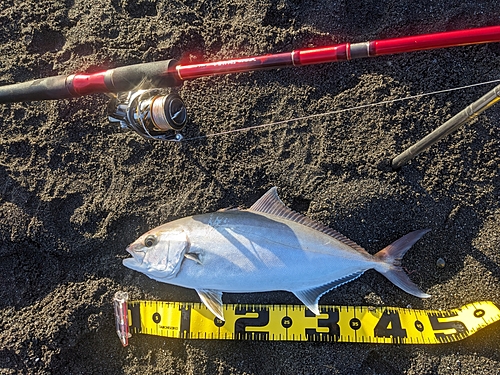 カンパチの釣果