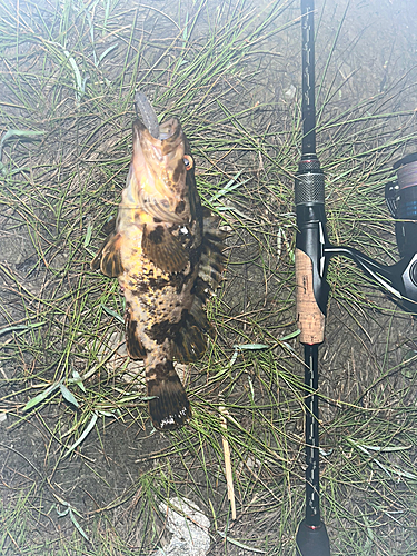 タケノコメバルの釣果