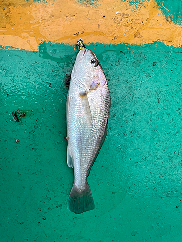 シログチの釣果