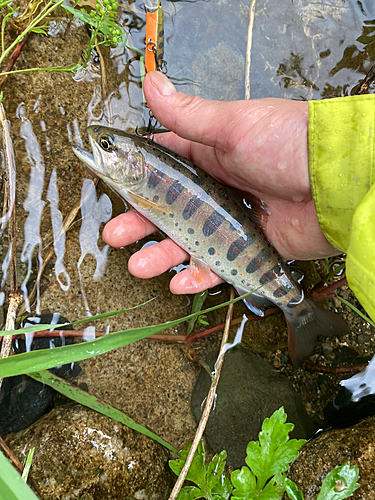 アマゴの釣果