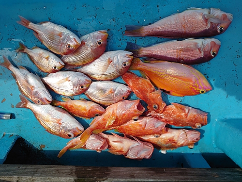 アマダイの釣果