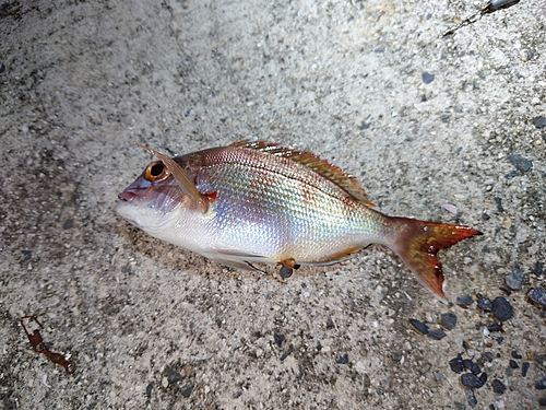 タイの釣果